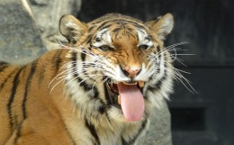 舌を出す虎