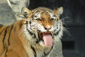 舌を出す虎